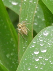 Leptofreya