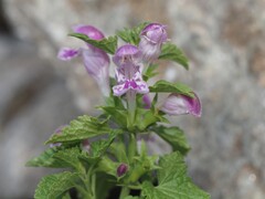 Lamium garganicum, photograph (c) Louis Aureglia, some rights reserved (CC BY)