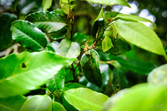 Quercus salicina