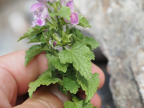 Lamium garganicum, photograph 4