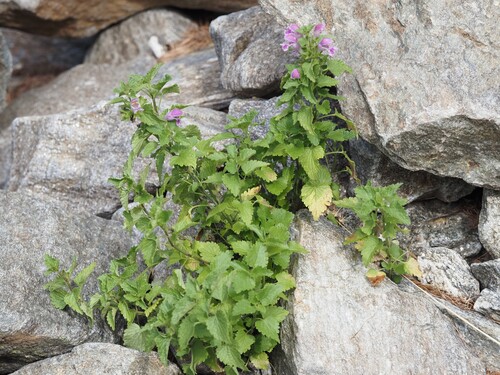 Lamium garganicum, photograph 5