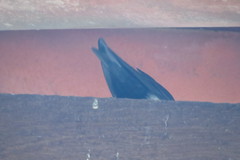 Pygochelidon cyanoleuca