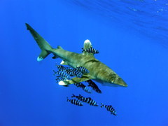 Oceanic Whitetip Shark photo 3