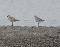 Pluvialis squatarola