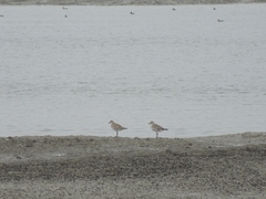 Pluvialis squatarola