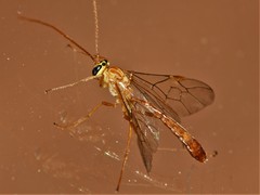 Ophion