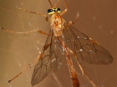 Ophion