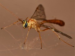 Ophion