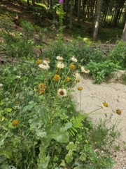 (c) David Sandler, some rights reserved (CC BY) Doronicum austriacum, photograph (c) David Sandler, some rights reserved (CC BY)