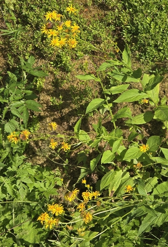 Doronicum austriacum, photograph 4