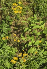 (c) David Sandler, some rights reserved (CC BY) Doronicum austriacum, photograph (c) David Sandler, some rights reserved (CC BY)