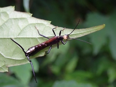Opisthocosmiinae