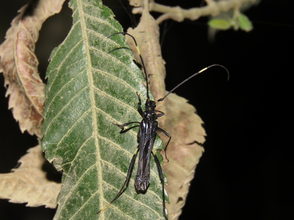 Stenorhopalus macer