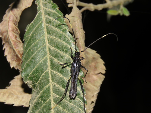 Stenorhopalus macer