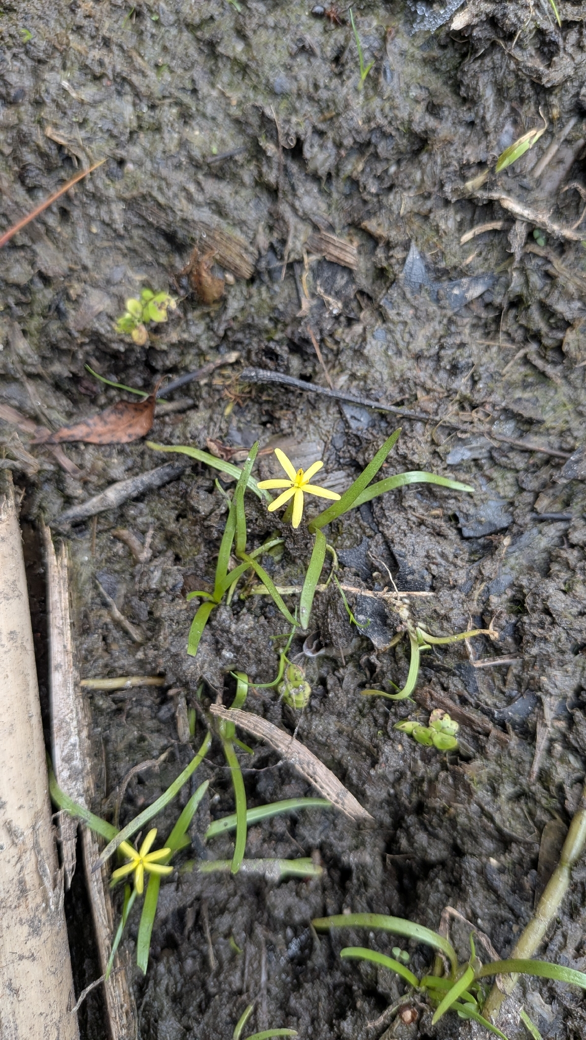 Imagem de Heteranthera dubia