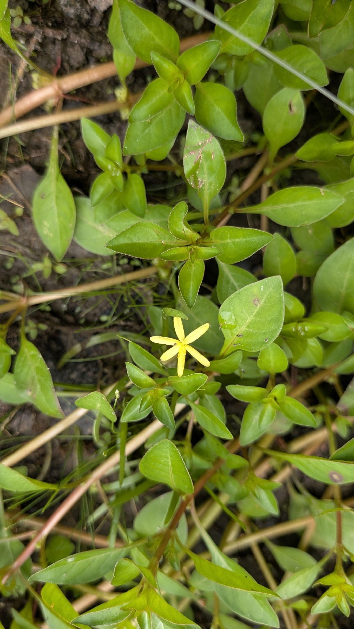 Imagem de Heteranthera dubia