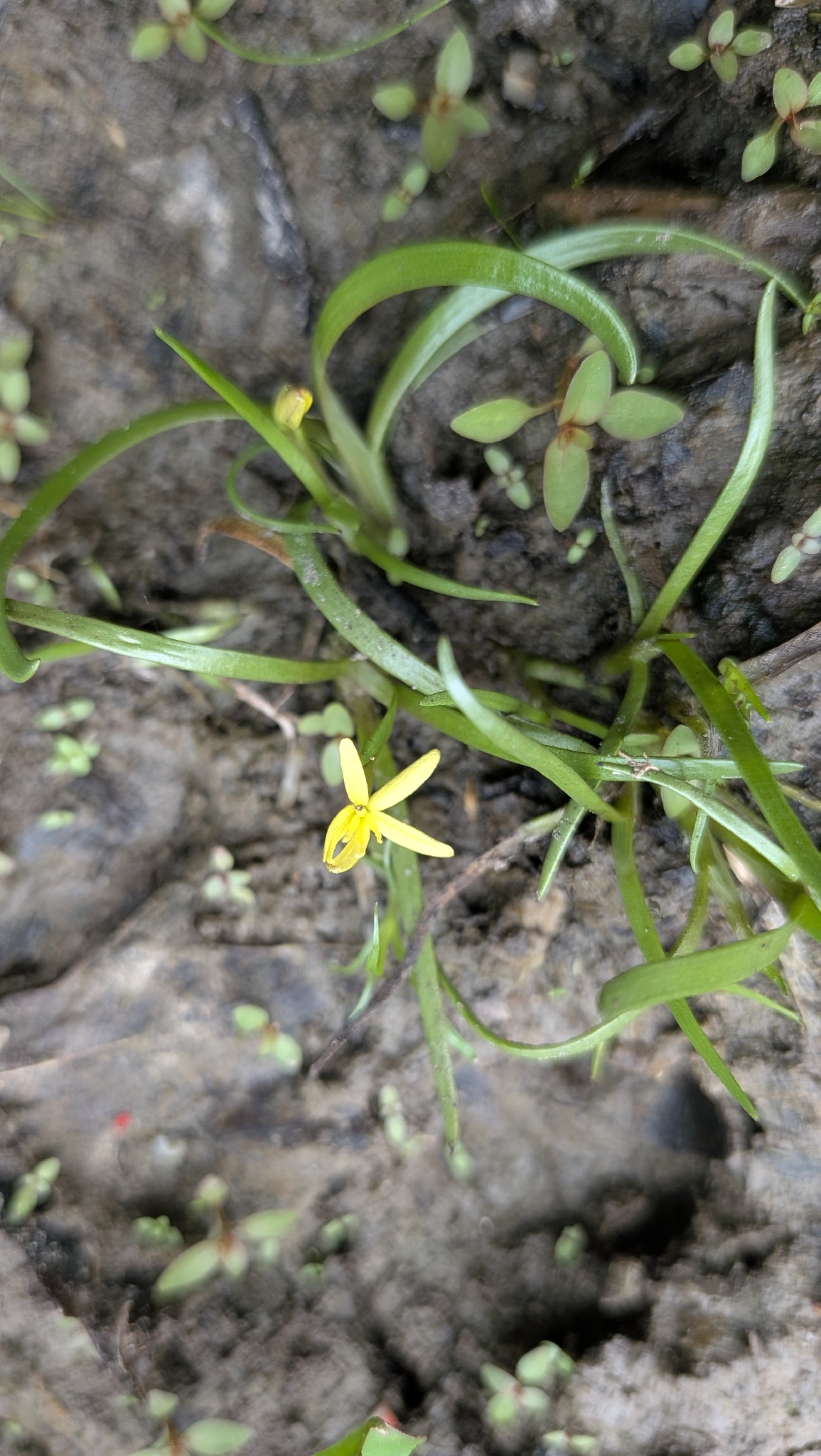 Imagem de Heteranthera dubia