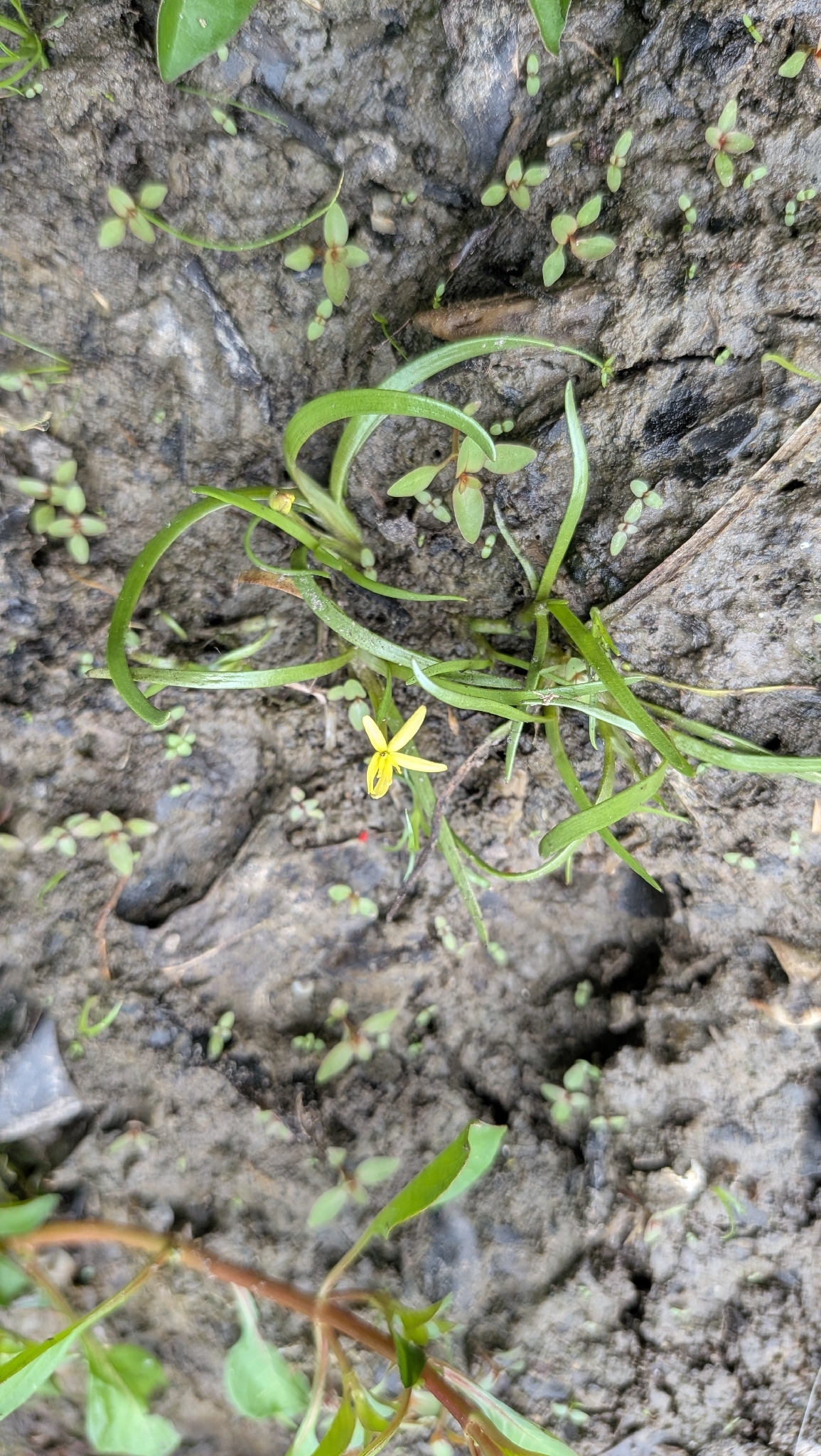 Imagem de Heteranthera dubia