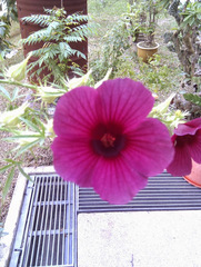 Hibiscus radiatus