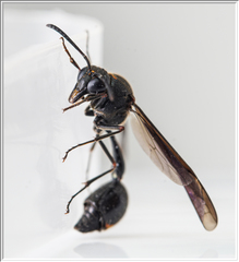 Eumenes quadratus