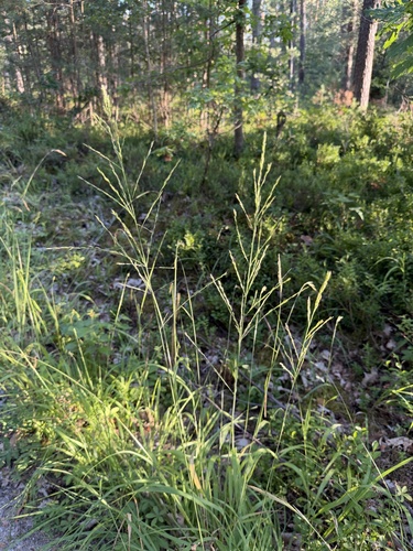 Molinia arundinacea, photograph 4