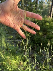 Molinia arundinacea, photograph (c) Katrin Simon, some rights reserved (CC BY)