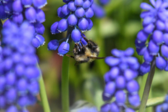 Bombus mixtus