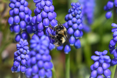 Bombus mixtus
