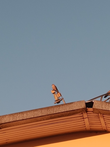American Kestrel