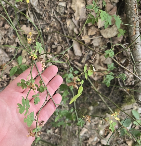 Rosa arvensis, photograph 1