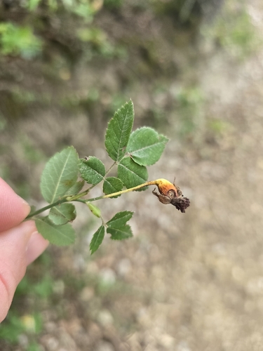Rosa arvensis, photograph 2