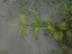 Cephalanthus tetrandra