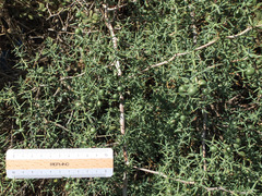 Asparagus aphyllus orientalis