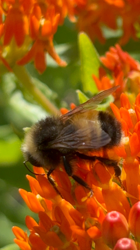 Yellow-banded Bumble Bee
