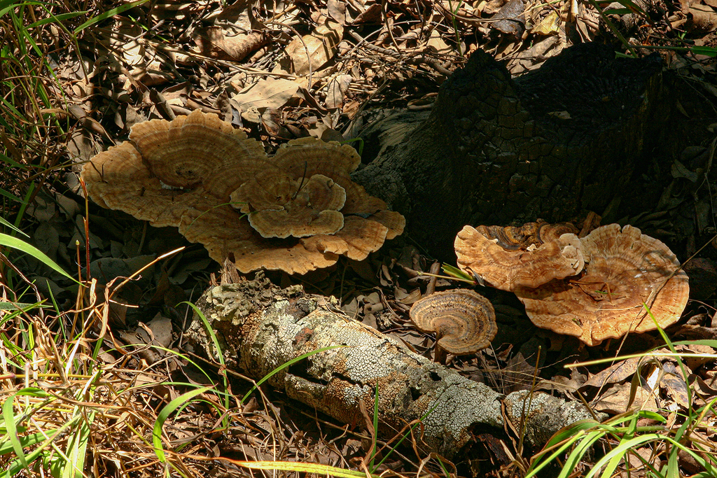 Amauroderma oblongisporum