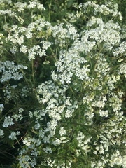 Anthriscus sylvestris