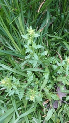 Rorippa cantoniensis