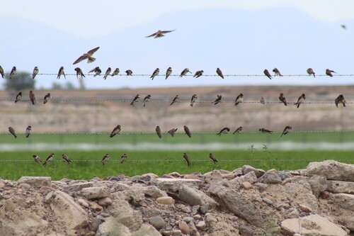 Northern Cliff Swallow