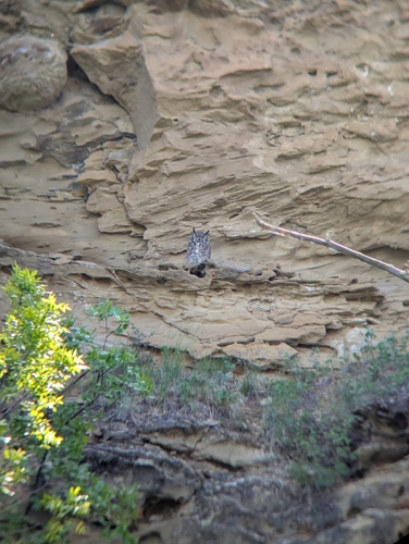 Great Horned Owl