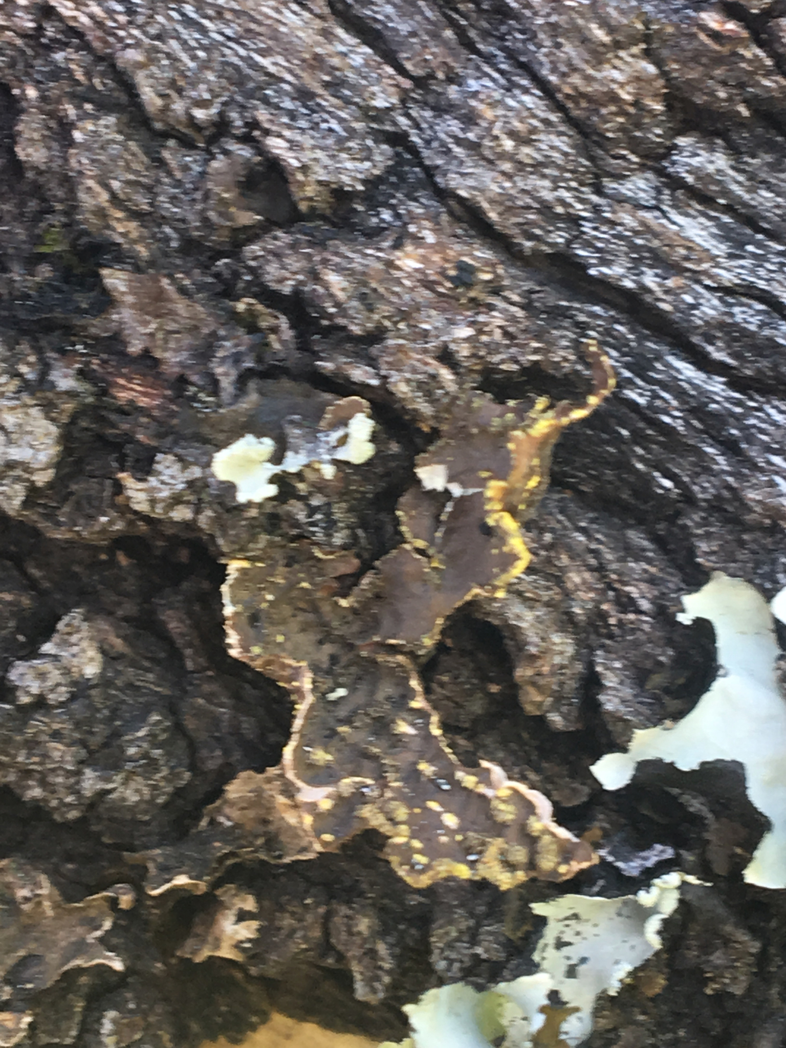 Pseudocyphellaria crocata image