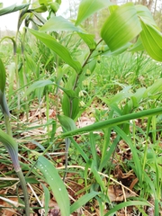 Polygonatum multiflorum