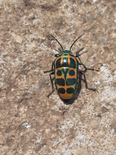 Calidea bohemani