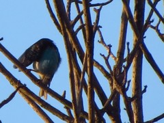 Pygochelidon cyanoleuca
