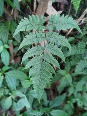 Cornopteris banajaoensis