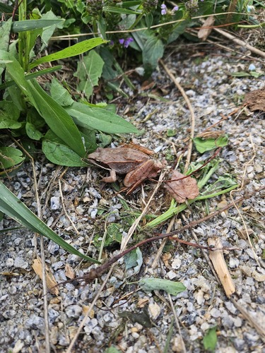 Wood Frog