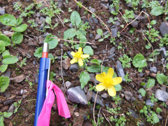 Ranunculus bullatus bullatus