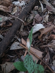 Erythronium albidum