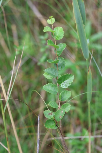 Betula humilis