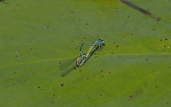 Austroagrion exclamationis