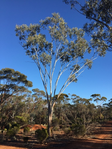 Eucalyptus georgei Brooker & Blaxell